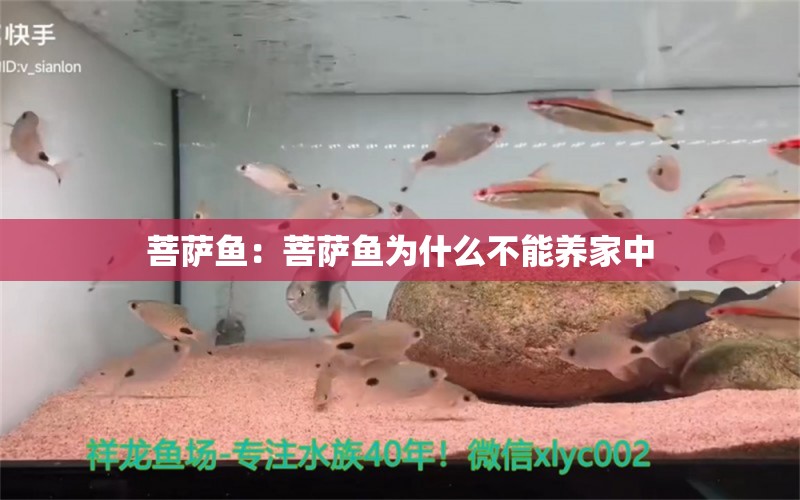 菩薩魚：菩薩魚為什么不能養(yǎng)家中