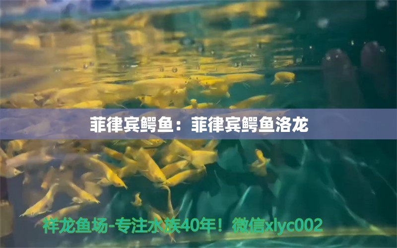 菲律賓鱷魚：菲律賓鱷魚洛龍