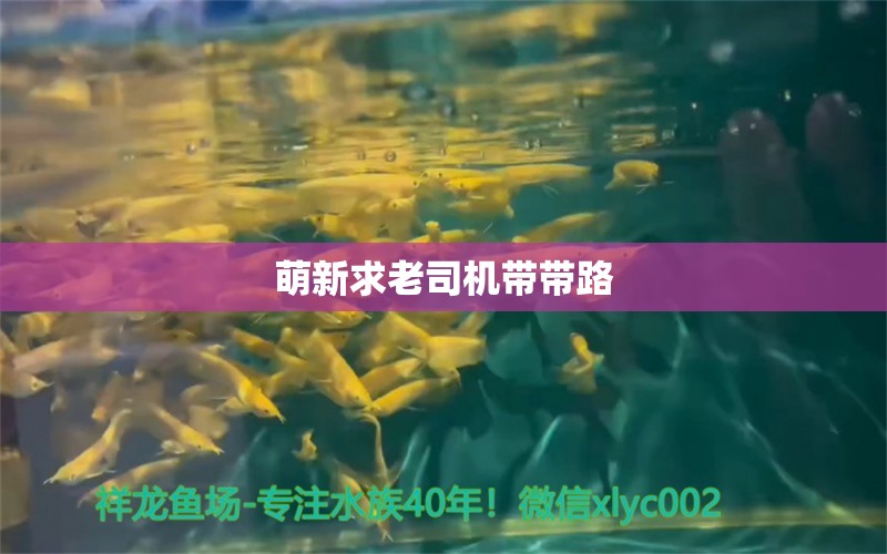 萌新求老司機(jī)帶帶路 虎紋銀版魚