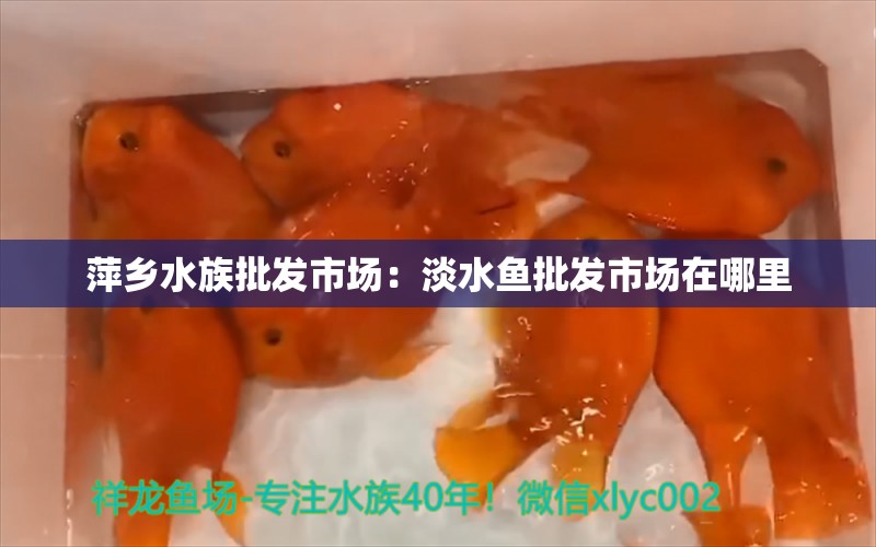 萍鄉(xiāng)水族批發(fā)市場：淡水魚批發(fā)市場在哪里 全國觀賞魚市場 第3張