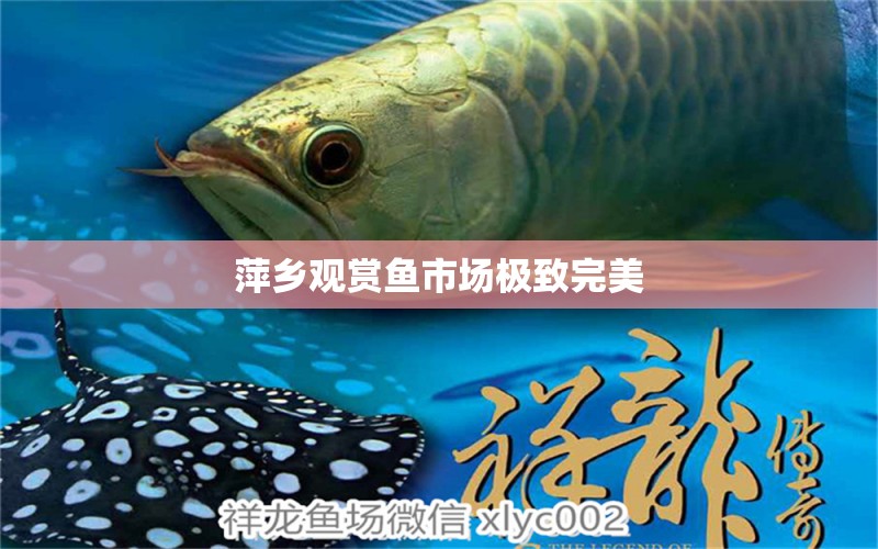 萍鄉(xiāng)觀賞魚市場極致完美