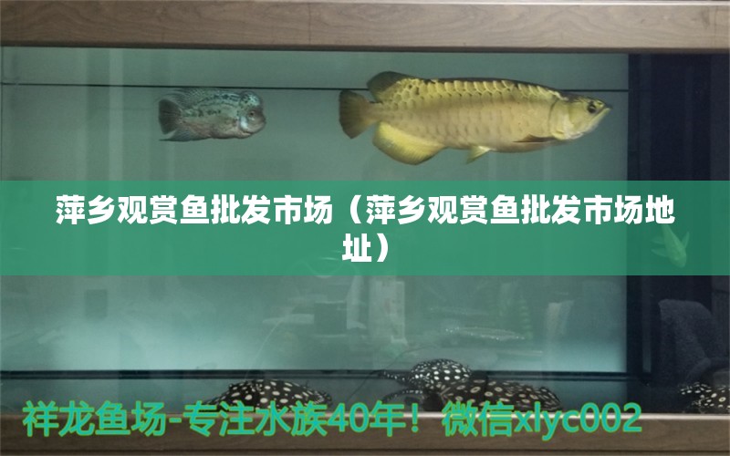 萍鄉(xiāng)觀賞魚批發(fā)市場（萍鄉(xiāng)觀賞魚批發(fā)市場地址）