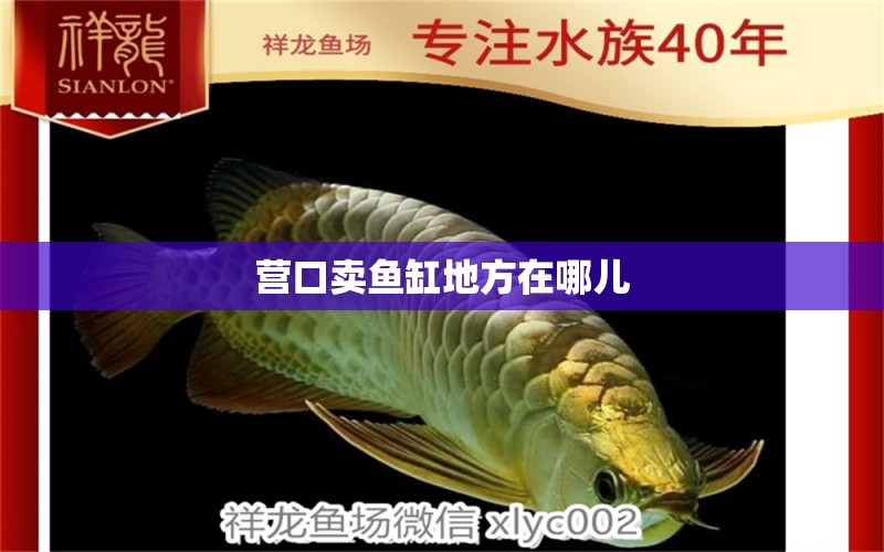 營口賣魚缸地方在哪兒 其他品牌魚缸