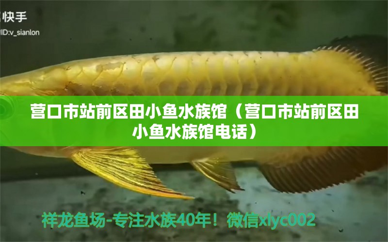 營口市站前區(qū)田小魚水族館（營口市站前區(qū)田小魚水族館電話）