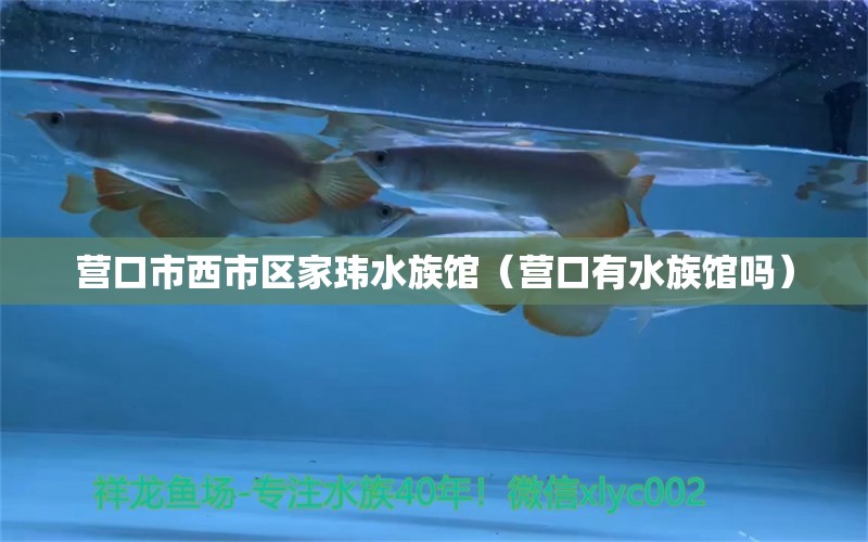 營口市西市區(qū)家瑋水族館（營口有水族館嗎）