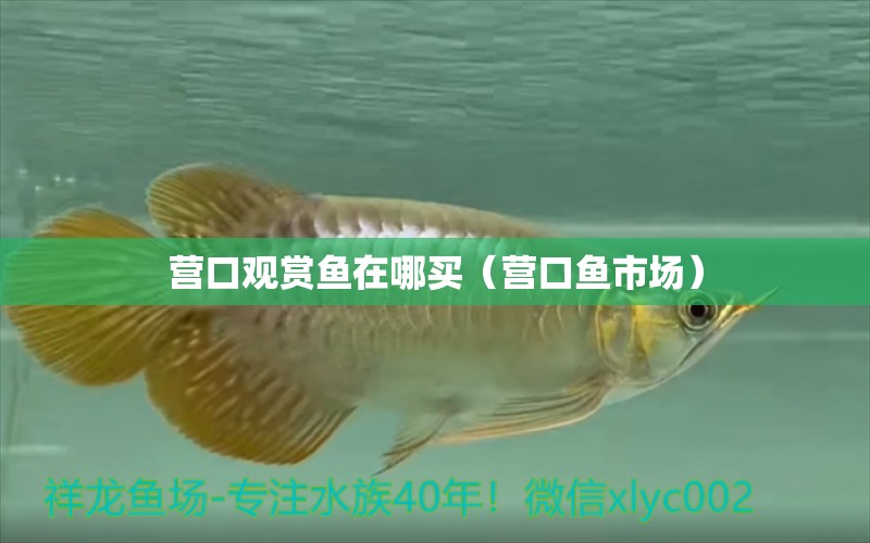 營(yíng)口觀賞魚(yú)在哪買(mǎi)（營(yíng)口魚(yú)市場(chǎng)）