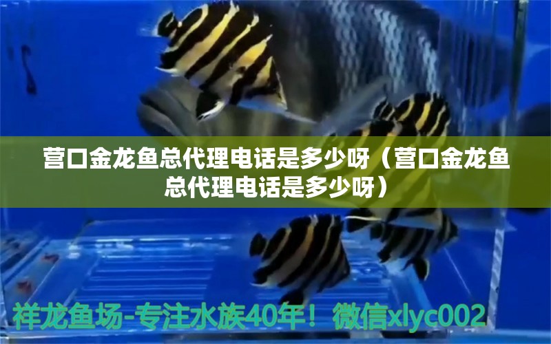 營口金龍魚總代理電話是多少呀（營口金龍魚總代理電話是多少呀）