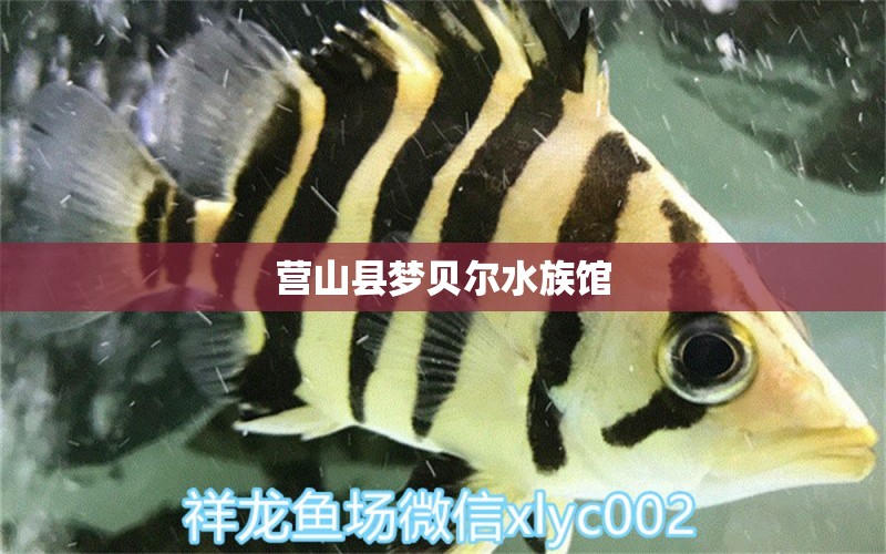 營山縣夢貝爾水族館 全國水族館企業(yè)名錄