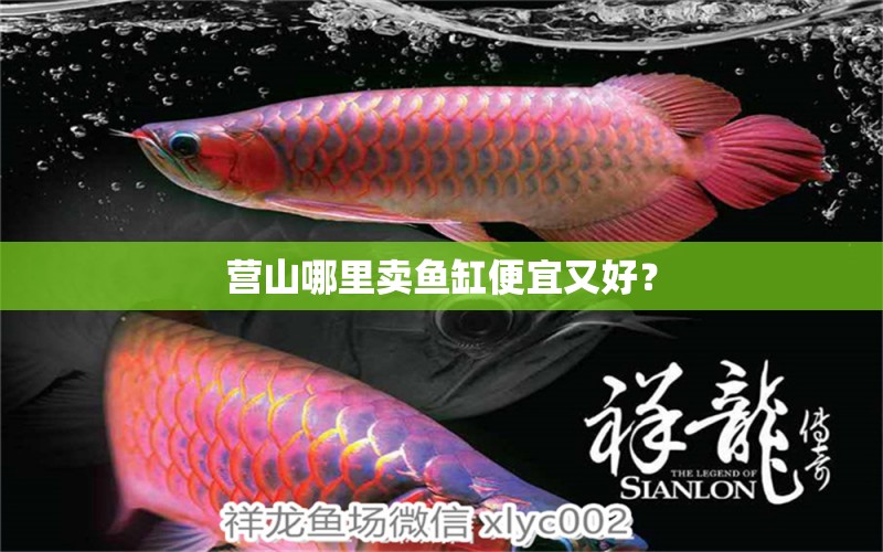 營(yíng)山哪里賣(mài)魚(yú)缸便宜又好？ 帝王三間魚(yú)