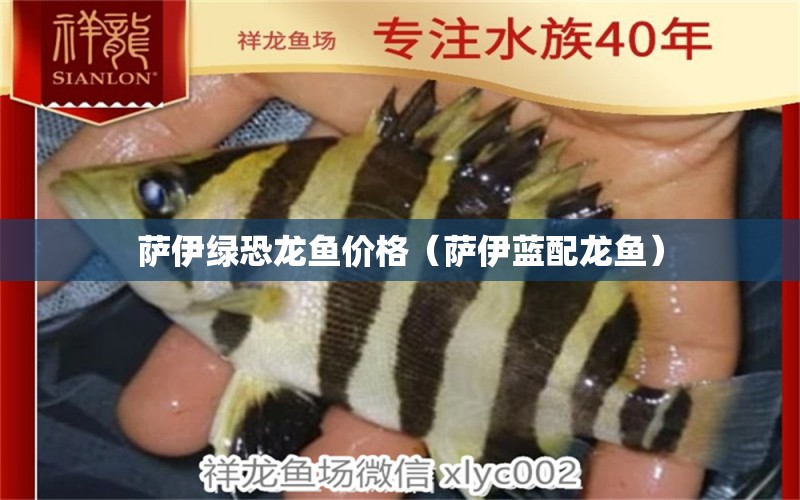 薩伊綠恐龍魚(yú)價(jià)格（薩伊藍(lán)配龍魚(yú)）