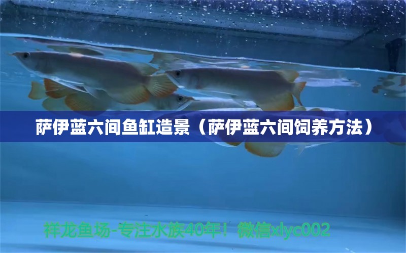 薩伊藍(lán)六間魚缸造景（薩伊藍(lán)六間飼養(yǎng)方法）