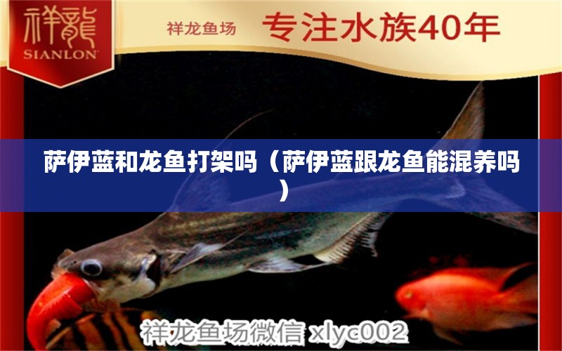 薩伊藍(lán)和龍魚打架嗎（薩伊藍(lán)跟龍魚能混養(yǎng)嗎）