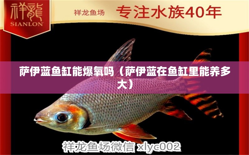 薩伊藍(lán)魚(yú)缸能爆氧嗎（薩伊藍(lán)在魚(yú)缸里能養(yǎng)多大）