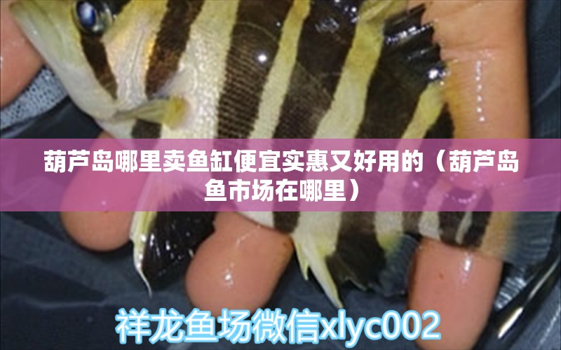 葫蘆島哪里賣魚缸便宜實(shí)惠又好用的（葫蘆島魚市場在哪里）