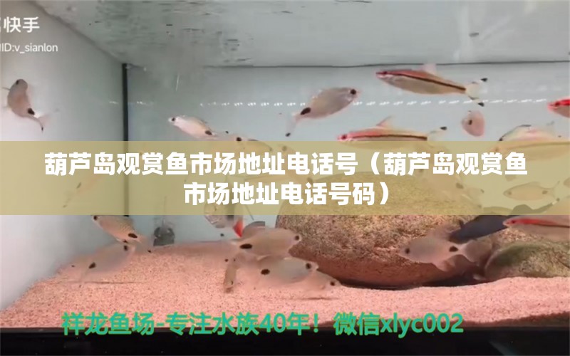 葫蘆島觀賞魚市場地址電話號（葫蘆島觀賞魚市場地址電話號碼）