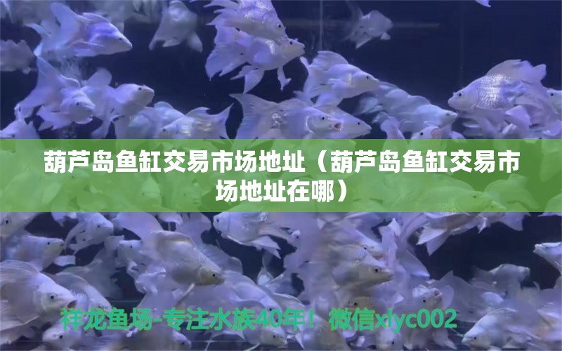 葫蘆島魚缸交易市場地址（葫蘆島魚缸交易市場地址在哪）