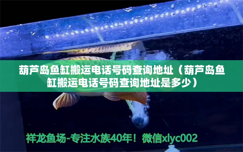 葫蘆島魚缸搬運電話號碼查詢地址（葫蘆島魚缸搬運電話號碼查詢地址是多少） 造景/裝飾