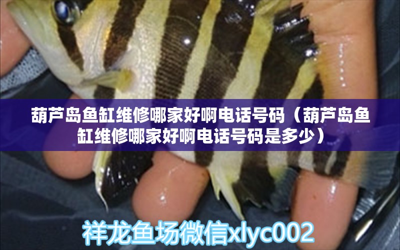 葫蘆島魚缸維修哪家好啊電話號(hào)碼（葫蘆島魚缸維修哪家好啊電話號(hào)碼是多少）