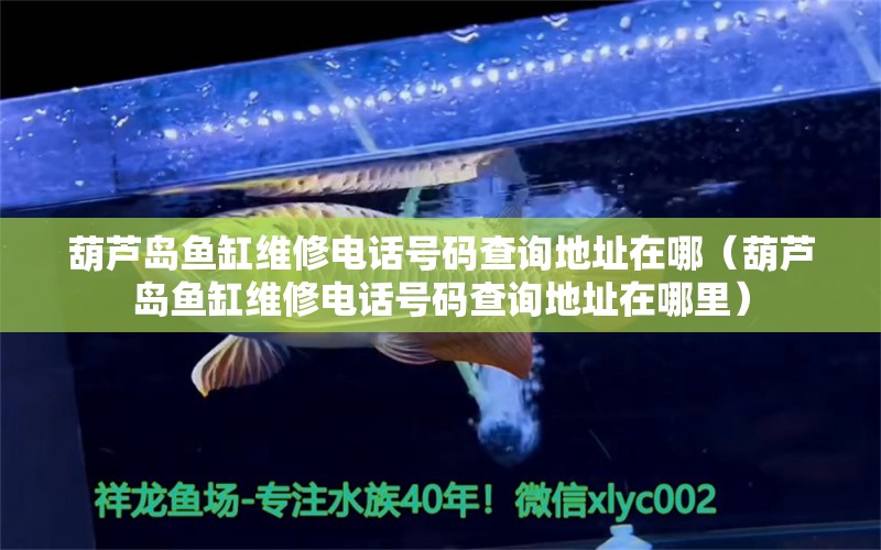 葫蘆島魚缸維修電話號碼查詢地址在哪（葫蘆島魚缸維修電話號碼查詢地址在哪里）