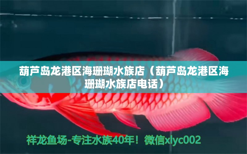 葫蘆島龍港區(qū)海珊瑚水族店（葫蘆島龍港區(qū)海珊瑚水族店電話） 全國水族館企業(yè)名錄