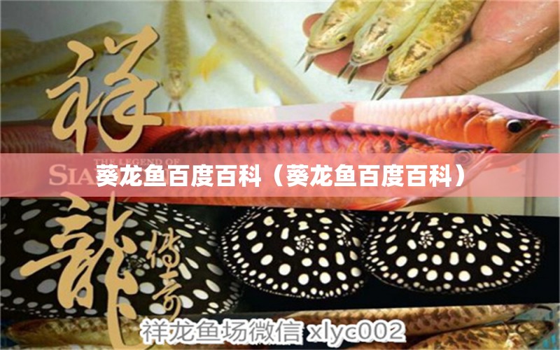 葵龍魚(yú)百度百科（葵龍魚(yú)百度百科）