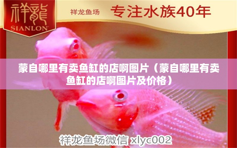 蒙自哪里有賣魚缸的店啊圖片（蒙自哪里有賣魚缸的店啊圖片及價格） 新加坡號半紅龍魚（練手級紅龍魚）