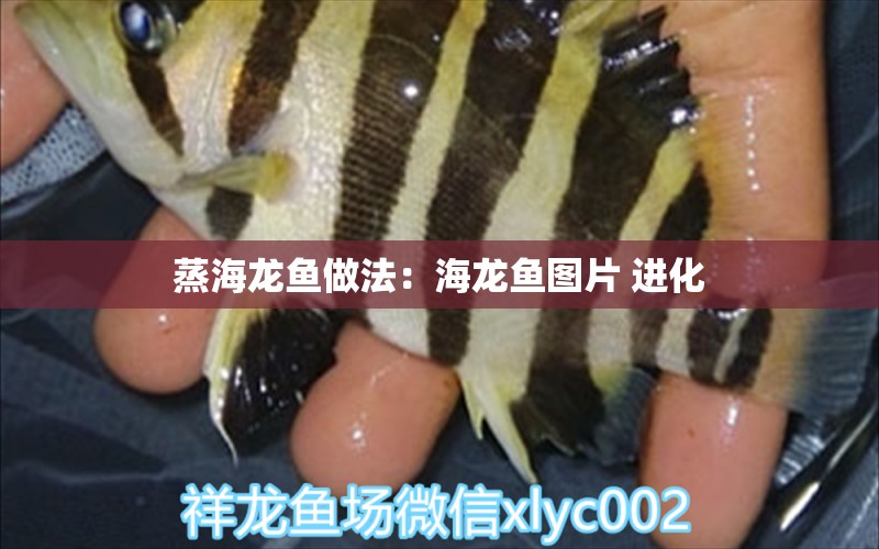 蒸海龍魚做法：海龍魚圖片 進(jìn)化