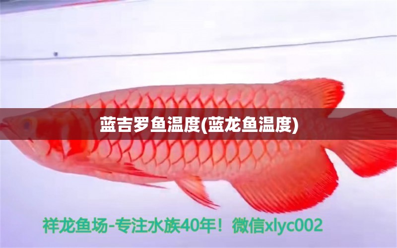 藍(lán)吉羅魚溫度(藍(lán)龍魚溫度)