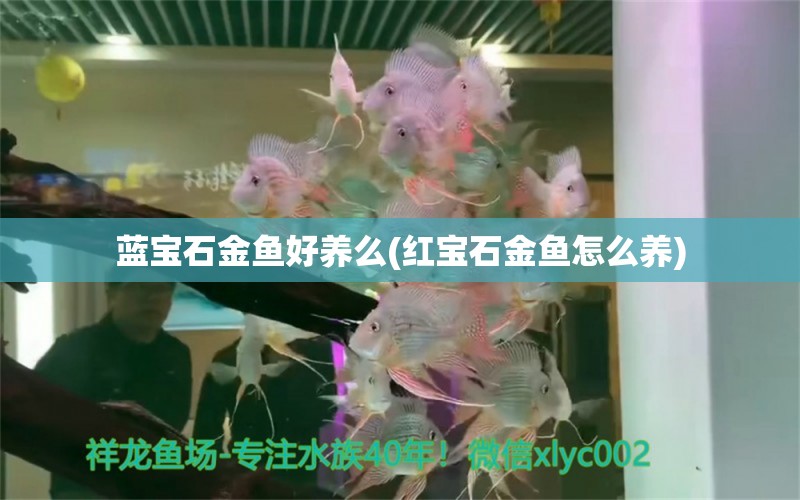 藍寶石金魚好養(yǎng)么(紅寶石金魚怎么養(yǎng)) 杰西卡恐龍魚