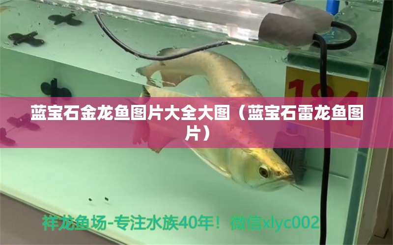 藍(lán)寶石金龍魚(yú)圖片大全大圖（藍(lán)寶石雷龍魚(yú)圖片）