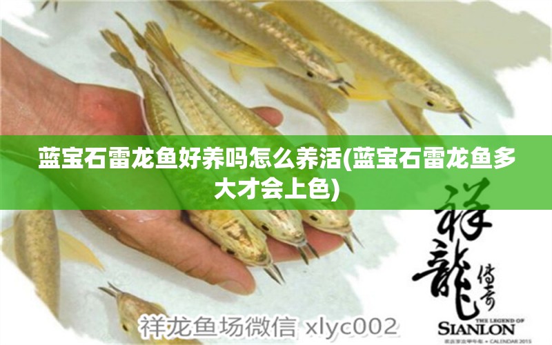 藍(lán)寶石雷龍魚好養(yǎng)嗎怎么養(yǎng)活(藍(lán)寶石雷龍魚多大才會(huì)上色) 魚缸凈水劑