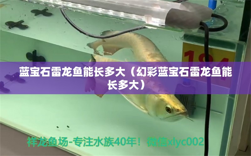 藍寶石雷龍魚能長多大（幻彩藍寶石雷龍魚能長多大） 觀賞魚市場（混養(yǎng)魚）