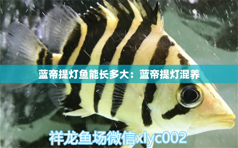 藍(lán)帝提燈魚(yú)能長(zhǎng)多大：藍(lán)帝提燈混養(yǎng)