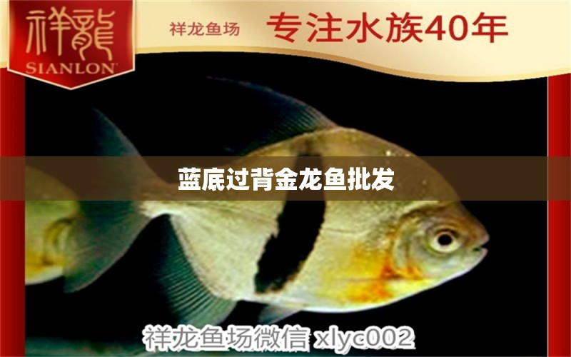 藍(lán)底過背金龍魚批發(fā) 過背金龍魚