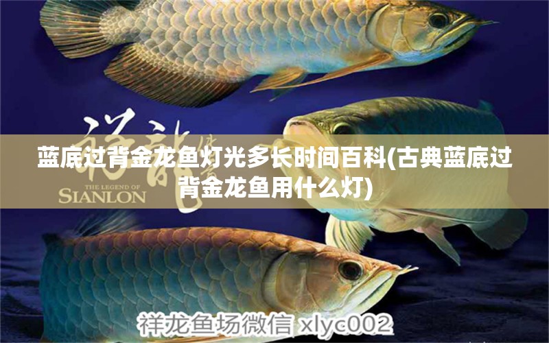 藍底過背金龍魚燈光多長時間百科(古典藍底過背金龍魚用什么燈)