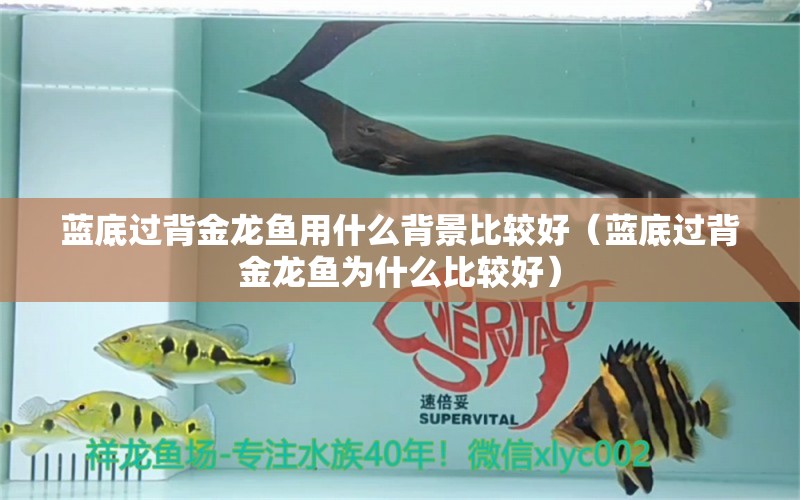 藍底過背金龍魚用什么背景比較好（藍底過背金龍魚為什么比較好） 過背金龍魚