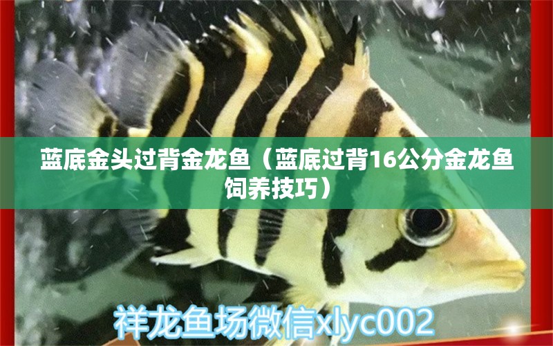 藍底金頭過背金龍魚（藍底過背16公分金龍魚飼養(yǎng)技巧）