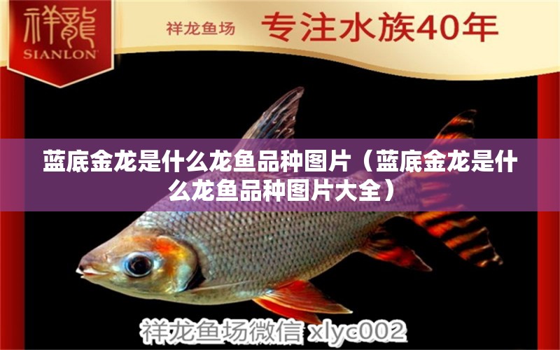 藍(lán)底金龍是什么龍魚品種圖片（藍(lán)底金龍是什么龍魚品種圖片大全）