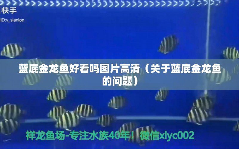 藍底金龍魚好看嗎圖片高清（關于藍底金龍魚的問題） 水族問答 第1張