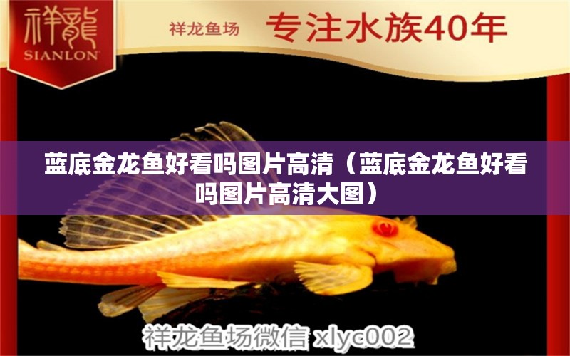 藍(lán)底金龍魚好看嗎圖片高清（藍(lán)底金龍魚好看嗎圖片高清大圖）