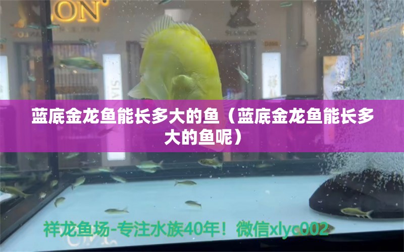 藍底金龍魚能長多大的魚（藍底金龍魚能長多大的魚呢）