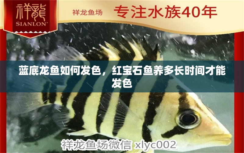 藍(lán)底龍魚如何發(fā)色，紅寶石魚養(yǎng)多長時(shí)間才能發(fā)色 觀賞魚 第1張