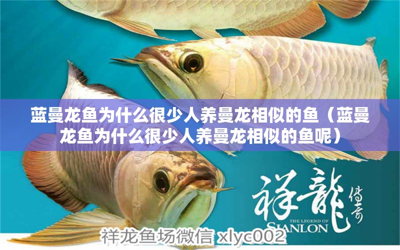 藍(lán)曼龍魚為什么很少人養(yǎng)曼龍相似的魚（藍(lán)曼龍魚為什么很少人養(yǎng)曼龍相似的魚呢） 觀賞魚市場（混養(yǎng)魚）