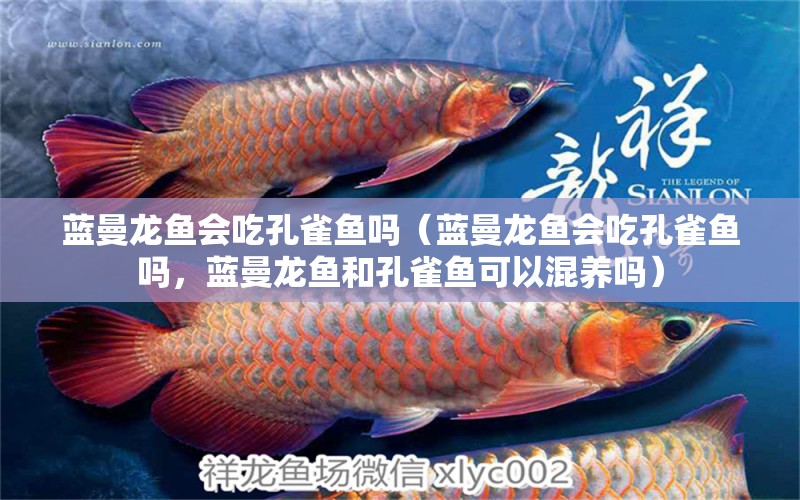 藍(lán)曼龍魚(yú)會(huì)吃孔雀魚(yú)嗎（藍(lán)曼龍魚(yú)會(huì)吃孔雀魚(yú)嗎，藍(lán)曼龍魚(yú)和孔雀魚(yú)可以混養(yǎng)嗎） 水族問(wèn)答 第1張