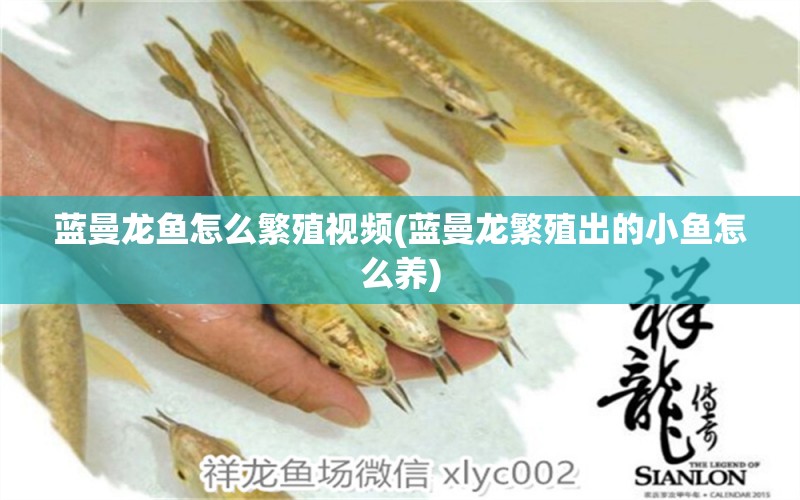 藍(lán)曼龍魚怎么繁殖視頻(藍(lán)曼龍繁殖出的小魚怎么養(yǎng))