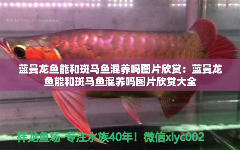 藍曼龍魚能和斑馬魚混養(yǎng)嗎圖片欣賞：藍曼龍魚能和斑馬魚混養(yǎng)嗎圖片欣賞大全 觀賞魚市場（混養(yǎng)魚）