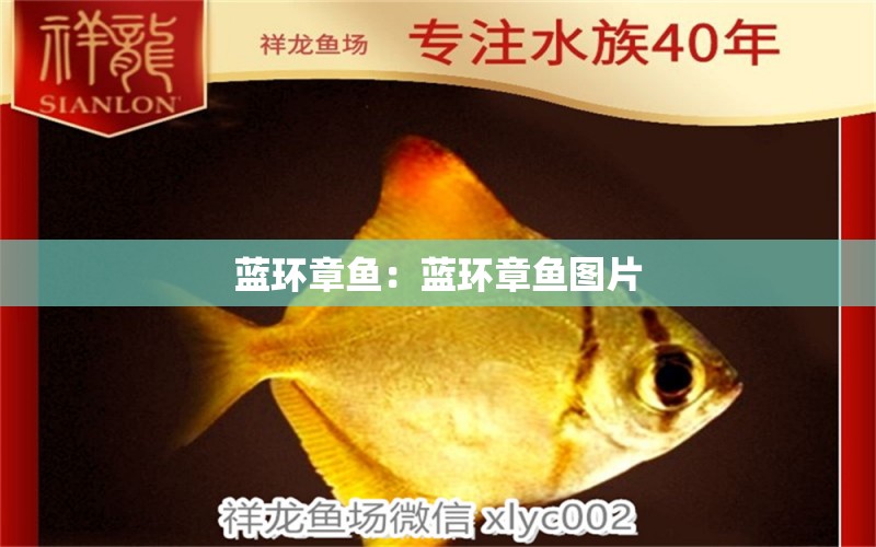 藍環(huán)章魚：藍環(huán)章魚圖片