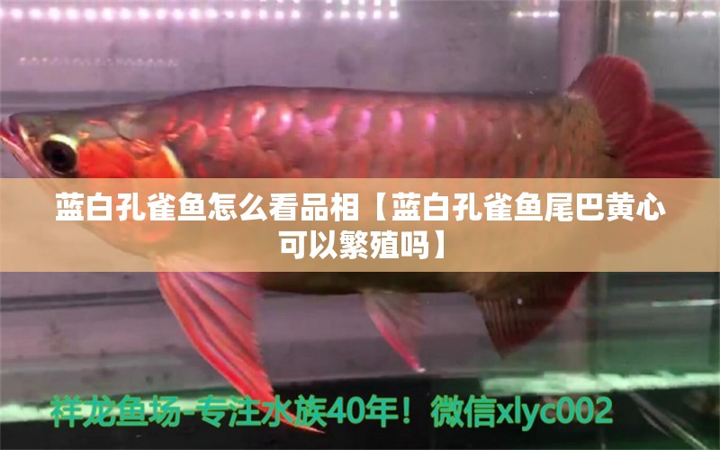 藍(lán)白孔雀魚(yú)怎么看品相【藍(lán)白孔雀魚(yú)尾巴黃心可以繁殖嗎】