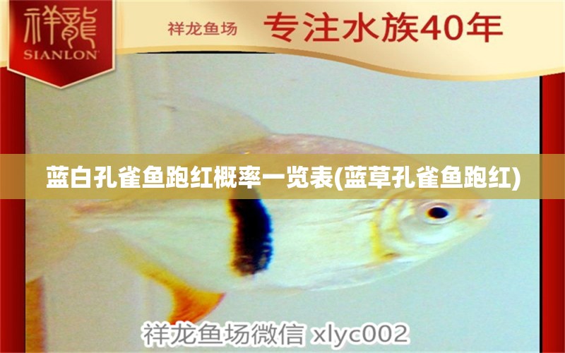 藍(lán)白孔雀魚跑紅概率一覽表(藍(lán)草孔雀魚跑紅) 三間鼠魚