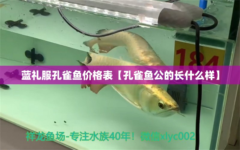 藍(lán)禮服孔雀魚價格表【孔雀魚公的長什么樣】 龍魚批發(fā)